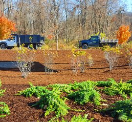 Mass Planting