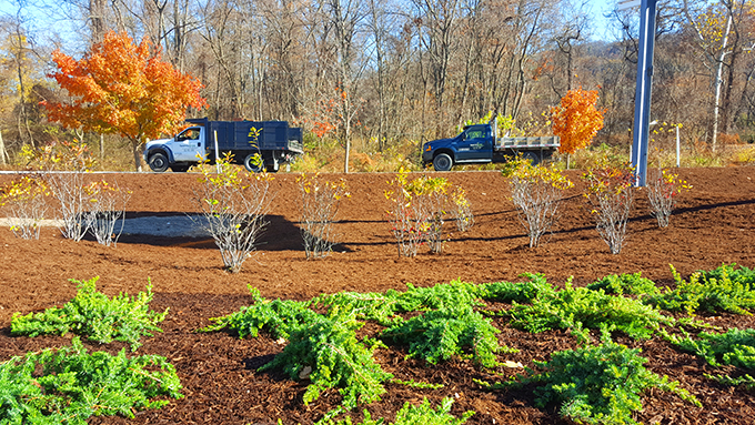 Commercial landscape planting