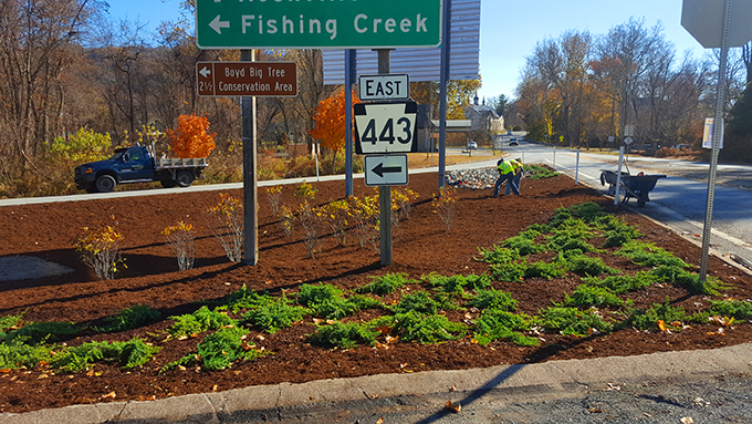 Commercial landscape planting
