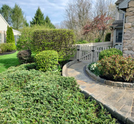 Townhouse Courtyard Walkway, Curbing and Planting